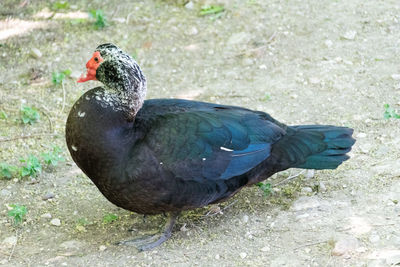 High angle view of duck on field