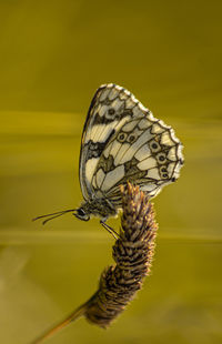 Marbled white english butterfly black spotted wings perched on wild flowers spring view