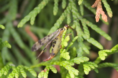 Close-up of insect on plant