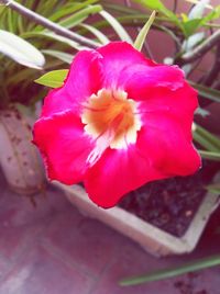 Close-up of pink flowers