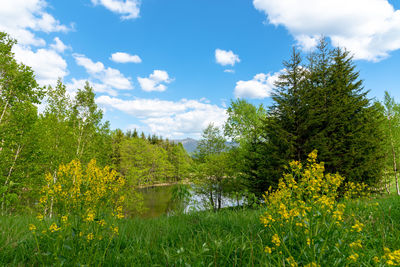 Scenic view of lake by trees against sky