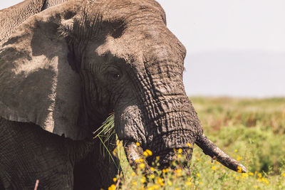 Elephant on a field