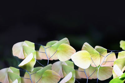 Close-up of flowering plant against black background