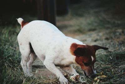 Close-up of dog on field