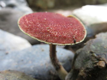 Close-up of red rose