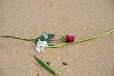 White gerbera and red rose on the beach sand. environment.