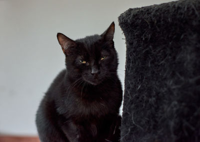 Close-up portrait of black cat against wall