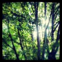 Sun shining through trees in forest