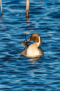 Duck swimming in lake