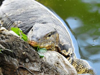 Close-up of lizard on rock