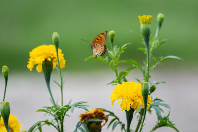 Beautiful butterfly perched on marigold flower and sucking nectar pollen from the marigold.