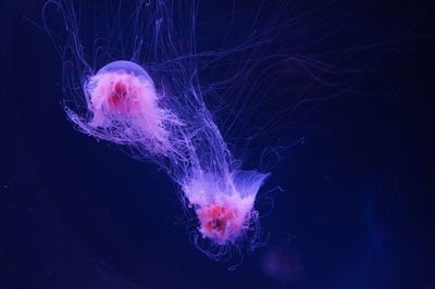 Jellyfish swimming in aquarium