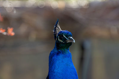 Close-up of a peacock