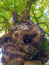 Low angle view of tree trunk in forest