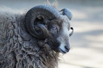 Close-up of sheep