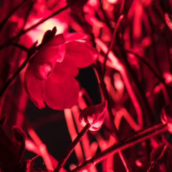 Close-up of red flowers blooming outdoors