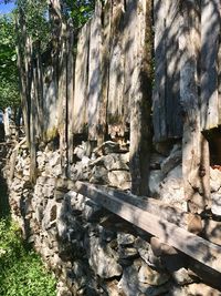 Trees on rock