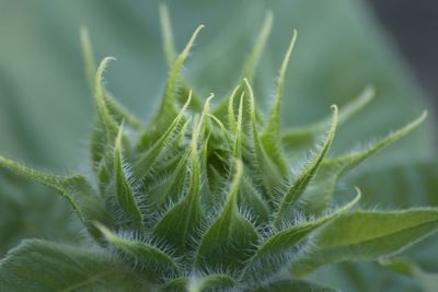 Close-up of plant