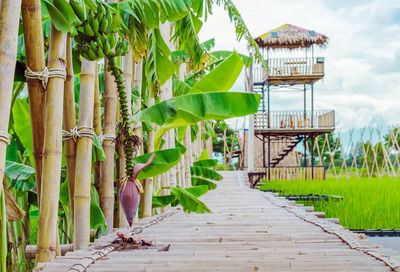 Walkway amidst plants against sky