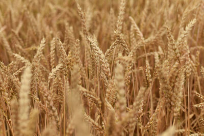 Close-up of wheat field