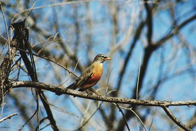 Low angle view of bird perching on tree