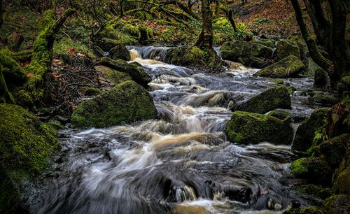 Scenic view of waterfall in forest