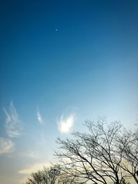 Low angle view of tree against blue sky