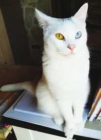 Portrait of white cat at home