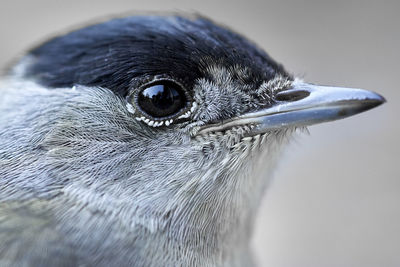 Close-up of bird