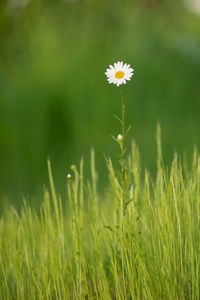 Close-up of flower blooming on field