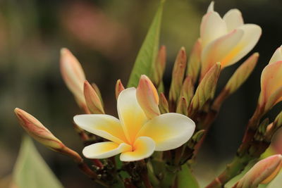 Close-up of frangipani flowers