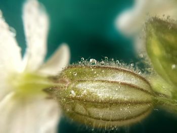 Close-up of water drops on leaf