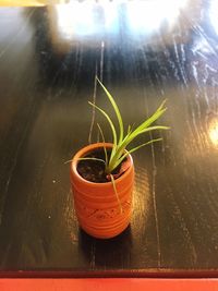 Close-up of potted plant