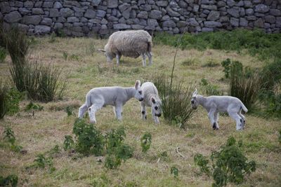 Sheep standing in a field