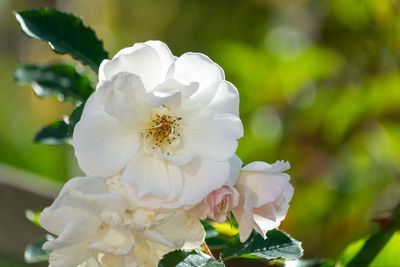 Close-up of white rose