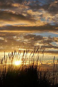 Silhouette plants by sea against sky during sunset