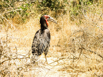 Bird perching on grass