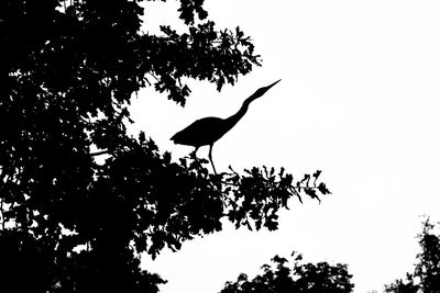 Low angle view of bird perching on a tree