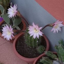 High angle view of flower pot on potted plant