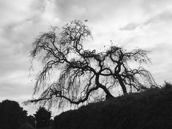 Low angle view of trees against cloudy sky