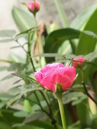 Close-up of pink flower blooming outdoors