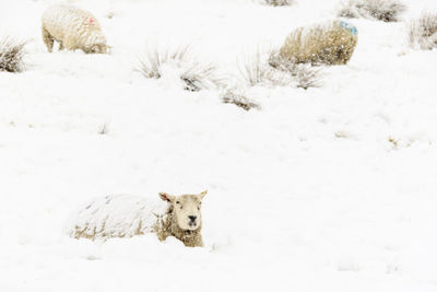 Sheep on snow covered field