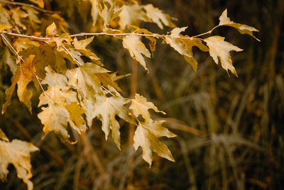 Fall background - maple tree leaf yellow backdrop. natural autumn texture