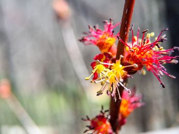 Close-up of red flower