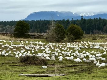 Scenic view of field against sky