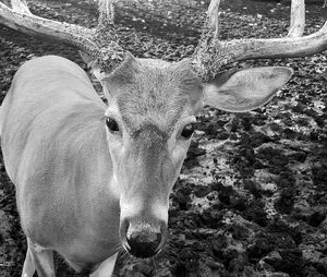 Close-up portrait of horse