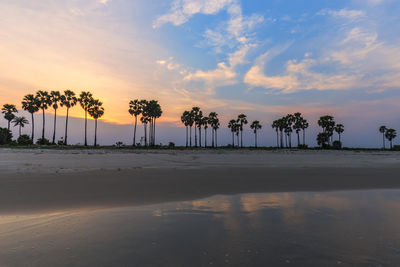 Palm trees on beach against sky during sunset