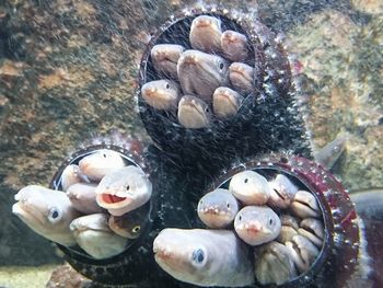 Close-up of seashells