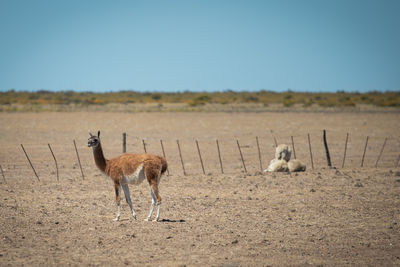 View of sheep on field