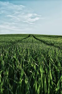 Scenic view of wheat field against sky